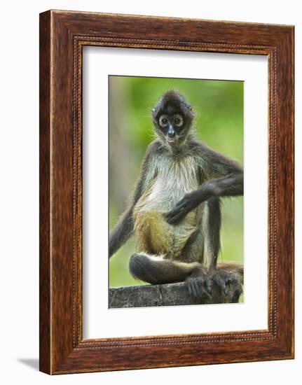 Mexico, Yucatan. Spider Monkey, Adult Scratching-David Slater-Framed Photographic Print