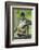 Mexico, Yucatan. Spider Monkey, Adult Scratching-David Slater-Framed Photographic Print