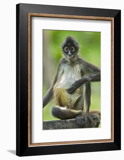 Mexico, Yucatan. Spider Monkey, Adult Scratching-David Slater-Framed Photographic Print