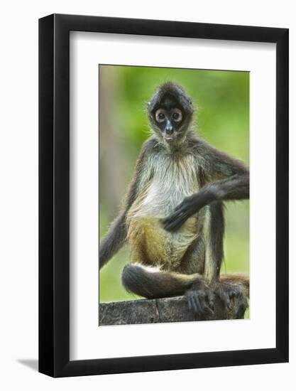 Mexico, Yucatan. Spider Monkey, Adult Scratching-David Slater-Framed Photographic Print