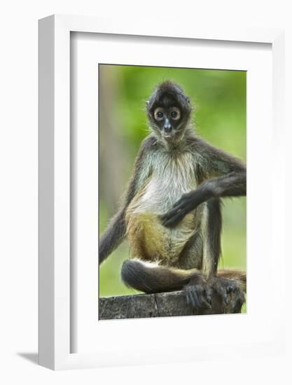 Mexico, Yucatan. Spider Monkey, Adult Scratching-David Slater-Framed Photographic Print