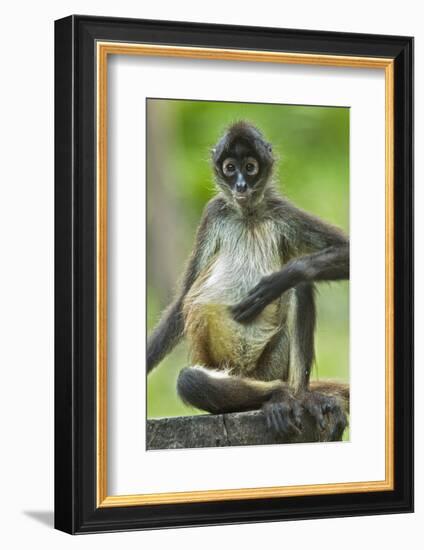 Mexico, Yucatan. Spider Monkey, Adult Scratching-David Slater-Framed Photographic Print