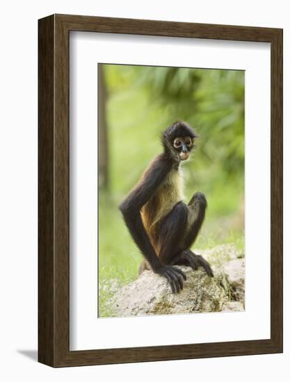 Mexico, Yucatan. Spider Monkey, Adult Sitting-David Slater-Framed Photographic Print
