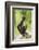 Mexico, Yucatan. Spider Monkey, Adult Sitting-David Slater-Framed Photographic Print