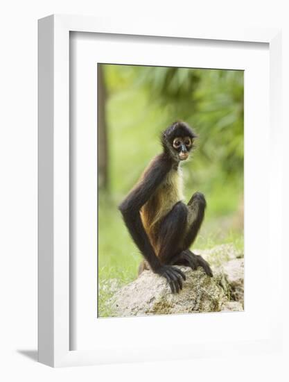 Mexico, Yucatan. Spider Monkey, Adult Sitting-David Slater-Framed Photographic Print