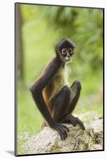 Mexico, Yucatan. Spider Monkey, Adult Sitting-David Slater-Mounted Photographic Print