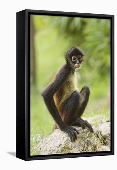 Mexico, Yucatan. Spider Monkey, Adult Sitting-David Slater-Framed Premier Image Canvas