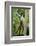 Mexico, Yucatan. Spider Monkey, Adult Standing-David Slater-Framed Photographic Print