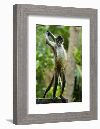Mexico, Yucatan. Spider Monkey, Adult Standing-David Slater-Framed Photographic Print
