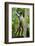 Mexico, Yucatan. Spider Monkey, Adult Standing-David Slater-Framed Photographic Print