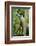 Mexico, Yucatan. Spider Monkey, Adult Standing-David Slater-Framed Photographic Print