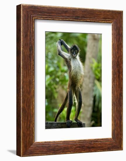 Mexico, Yucatan. Spider Monkey, Adult Standing-David Slater-Framed Photographic Print