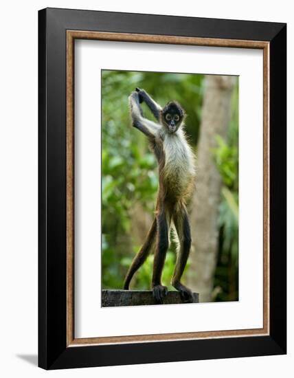 Mexico, Yucatan. Spider Monkey, Adult Standing-David Slater-Framed Photographic Print