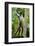 Mexico, Yucatan. Spider Monkey, Adult Standing-David Slater-Framed Photographic Print