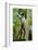 Mexico, Yucatan. Spider Monkey, Adult Standing-David Slater-Framed Photographic Print