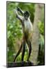 Mexico, Yucatan. Spider Monkey, Adult Standing-David Slater-Mounted Photographic Print