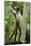 Mexico, Yucatan. Spider Monkey, Adult Standing-David Slater-Mounted Photographic Print