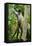 Mexico, Yucatan. Spider Monkey, Adult Standing-David Slater-Framed Premier Image Canvas