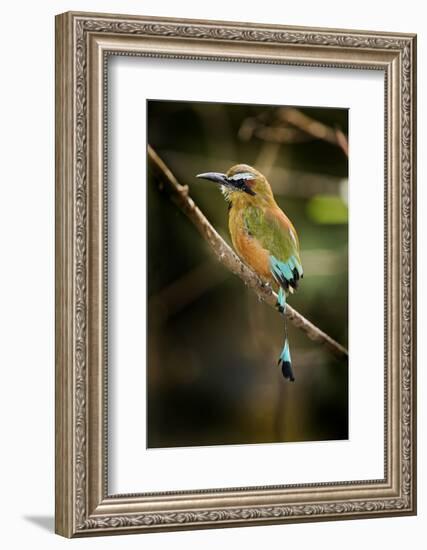 Mexico, Yucatan.Turquoise-Browed Motmot Bird in Forest Tree-David Slater-Framed Photographic Print