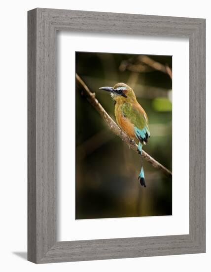 Mexico, Yucatan.Turquoise-Browed Motmot Bird in Forest Tree-David Slater-Framed Photographic Print