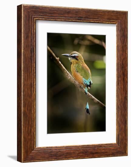 Mexico, Yucatan.Turquoise-Browed Motmot Bird in Forest Tree-David Slater-Framed Photographic Print