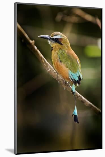 Mexico, Yucatan.Turquoise-Browed Motmot Bird in Forest Tree-David Slater-Mounted Photographic Print
