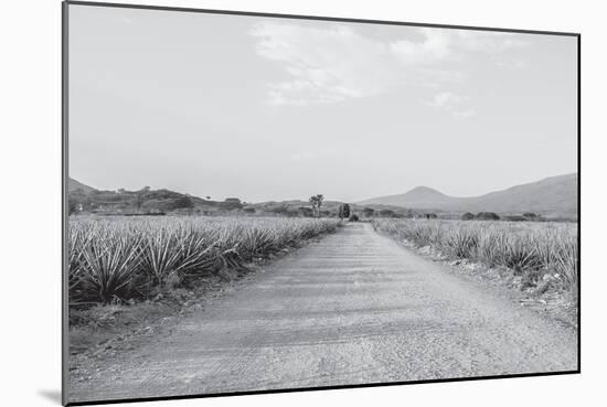 Mexico-PhotoINC Studio-Mounted Photographic Print