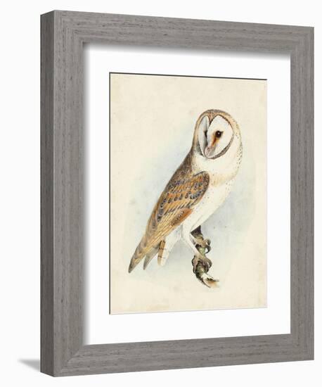 Meyer Barn Owl-H. l. Meyer-Framed Premium Giclee Print