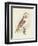 Meyer Barn Owl-H. l. Meyer-Framed Premium Giclee Print