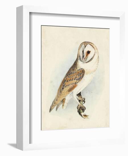 Meyer Barn Owl-H. l. Meyer-Framed Premium Giclee Print