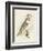 Meyer Barn Owl-H. l. Meyer-Framed Premium Giclee Print