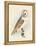 Meyer Barn Owl-H. l. Meyer-Framed Stretched Canvas