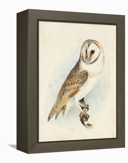 Meyer Barn Owl-H. l. Meyer-Framed Stretched Canvas