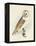 Meyer Barn Owl-H. l. Meyer-Framed Stretched Canvas