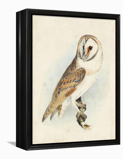 Meyer Barn Owl-H. l. Meyer-Framed Stretched Canvas