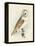 Meyer Barn Owl-H. l. Meyer-Framed Stretched Canvas