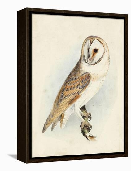 Meyer Barn Owl-H. l. Meyer-Framed Stretched Canvas