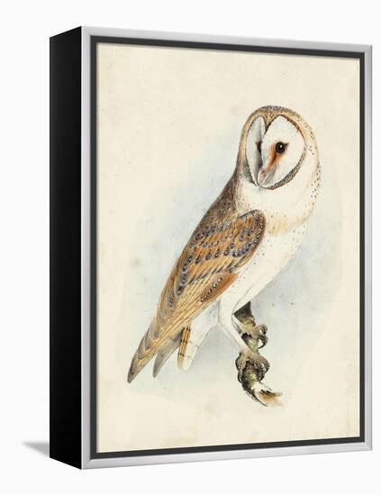 Meyer Barn Owl-H. l. Meyer-Framed Stretched Canvas