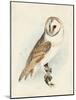 Meyer Barn Owl-H. l. Meyer-Mounted Art Print