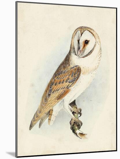 Meyer Barn Owl-H. l. Meyer-Mounted Art Print