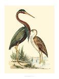 Water Birds III-Meyer H.l.-Mounted Art Print