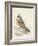 Meyer Hawk Owl-H. l. Meyer-Framed Art Print