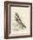 Meyer Hawk Owl-H. l. Meyer-Framed Art Print