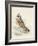 Meyer Hawk Owl-H. l. Meyer-Framed Art Print