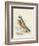 Meyer Hawk Owl-H. l. Meyer-Framed Art Print