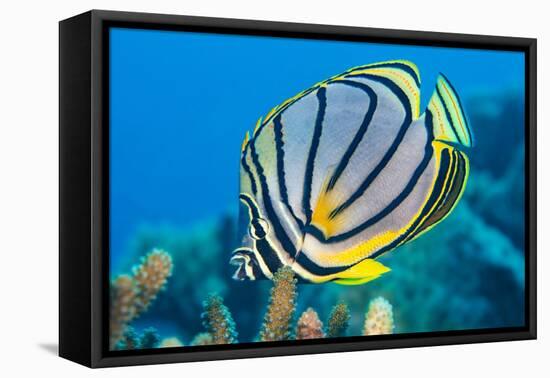 Meyer's butterflyfish feeding on hard coral, Indian Ocean-Alex Mustard-Framed Premier Image Canvas