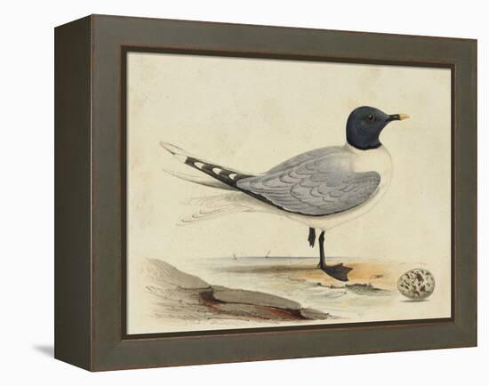 Meyer Shorebirds I-H. l. Meyer-Framed Stretched Canvas