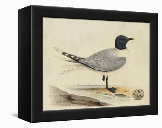 Meyer Shorebirds I-H. l. Meyer-Framed Stretched Canvas