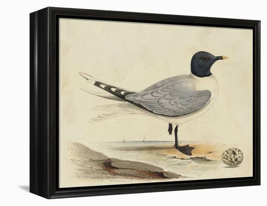 Meyer Shorebirds I-H. l. Meyer-Framed Stretched Canvas