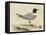 Meyer Shorebirds I-H. l. Meyer-Framed Stretched Canvas